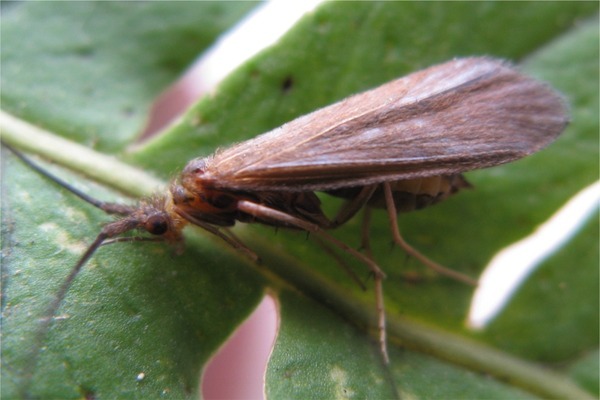 Lepidostoma hirtum o Georidae?